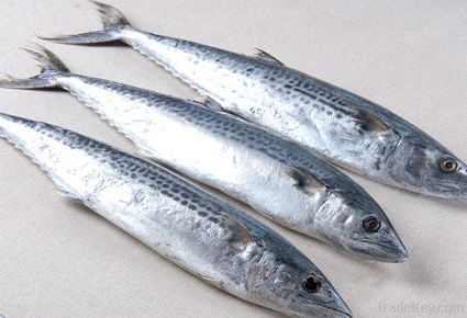 frozen Spanish mackerel