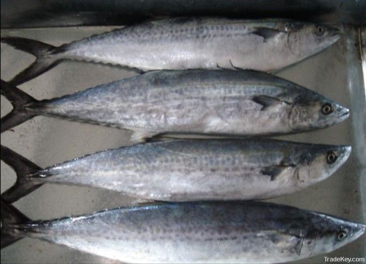 frozen Spanish mackerel