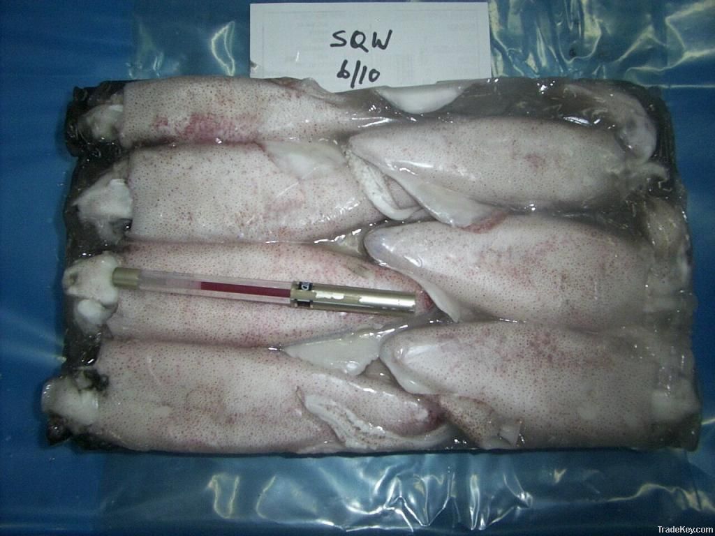 frozen squid