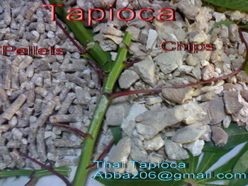 Tapioca Chips