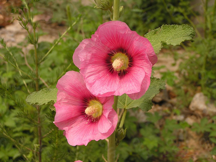 Althaea rosea Extract