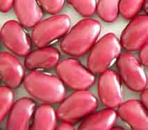 Red kidney bean