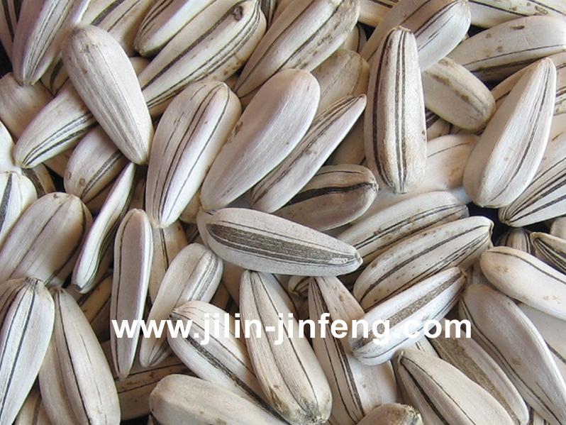 white sunflower seeds (green flower)