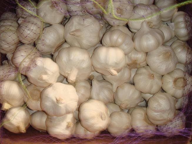 white garlic