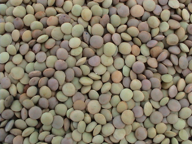 GREEN LENTILS