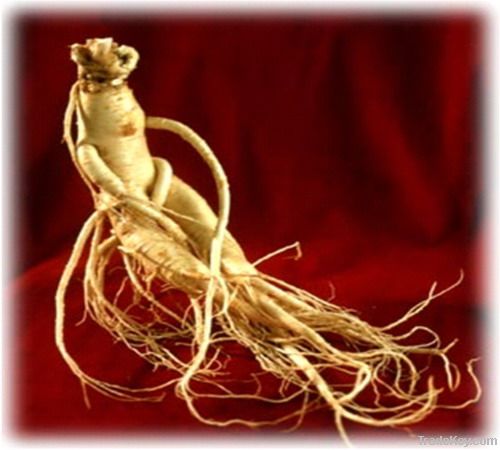 American Ginseng Extract