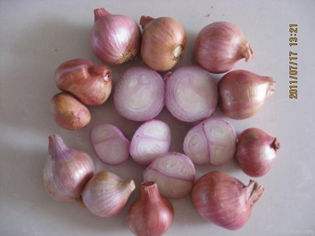 Fresh Shallot--Allium ascalonium -Allium cepa L.