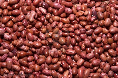 haricot bean