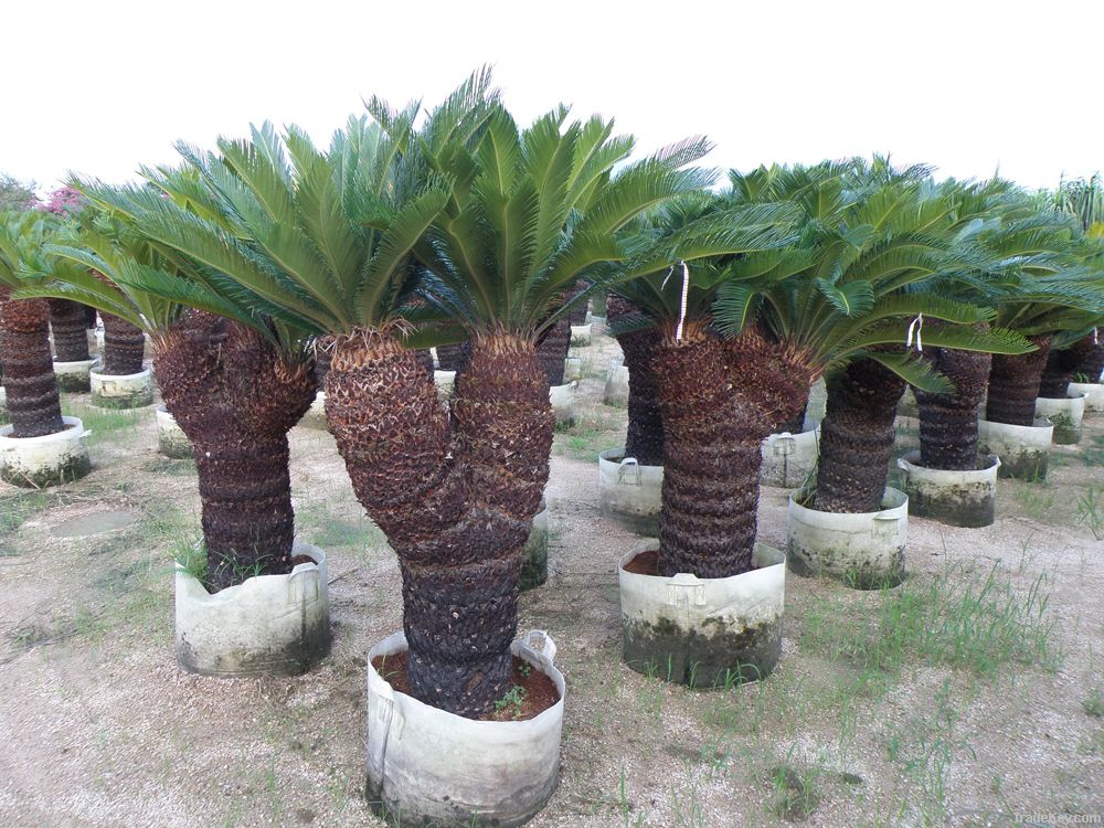 Cycas Revolute