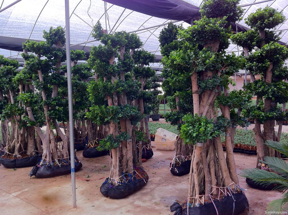 Ficus microcarpa, Multistam