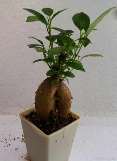 Ficus Mini Ginseng