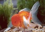 Goldfish Oranda