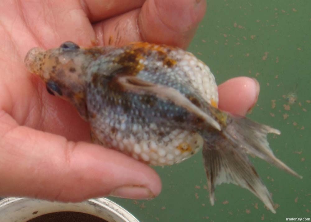 Pearlscale Goldfish