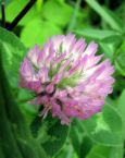 red clover extract