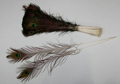 peacock feather