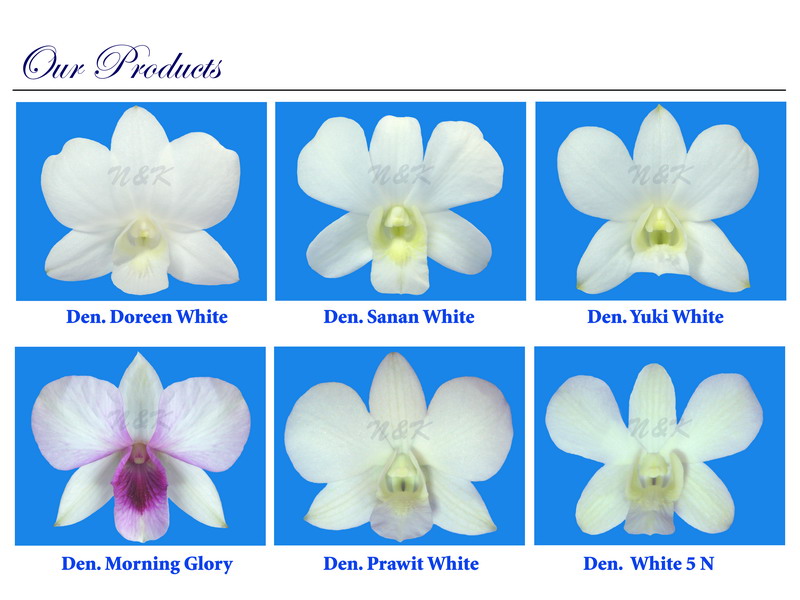 Dendrobium White