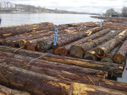 Cedar Sawlogs