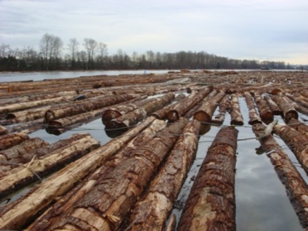 Hemlock Saw logs