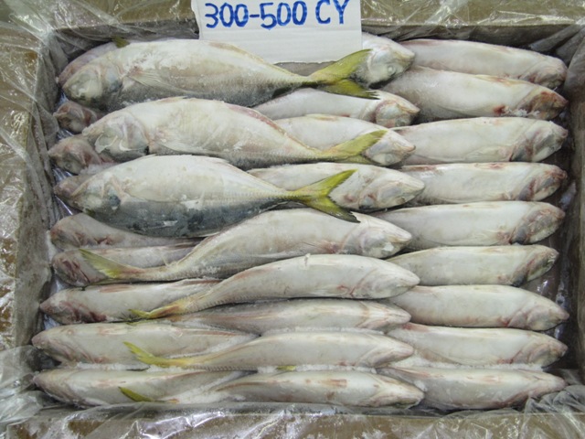 Frozen Yellow Tail Scad