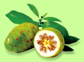 Noni Fruit Juice