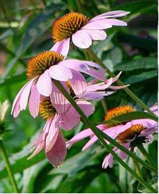 Echinacea Herb extract