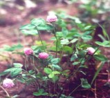 Red Clover extract