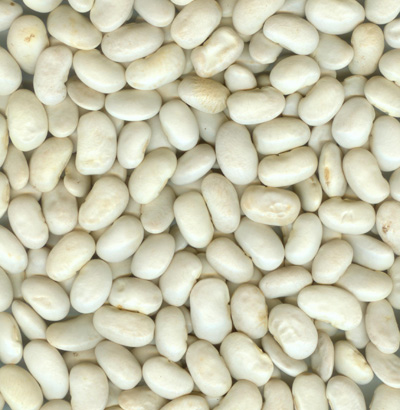 white kidney bean