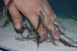 Skin Health Care--Doctor Fish