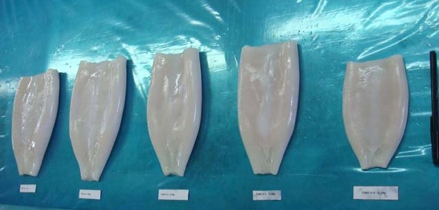 Squid Tube IQF