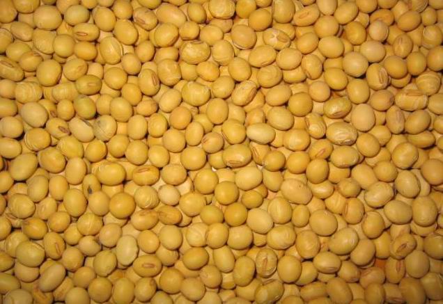 Soybean Extract