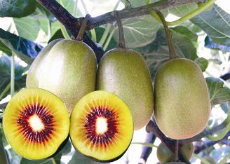 red kiwi fruit