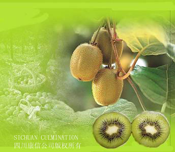 kiwi fruit