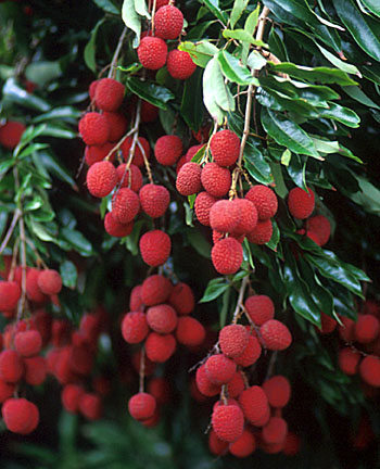 Lychee plant