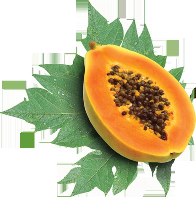 PAPAYA seeds