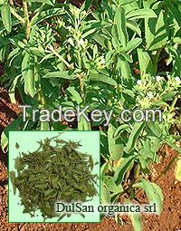 Stevia