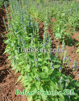 Chia Seeds,2014 crop!