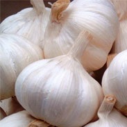 Garlic Extract