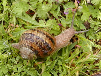 Helix aspersa