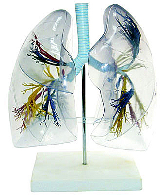 lung model