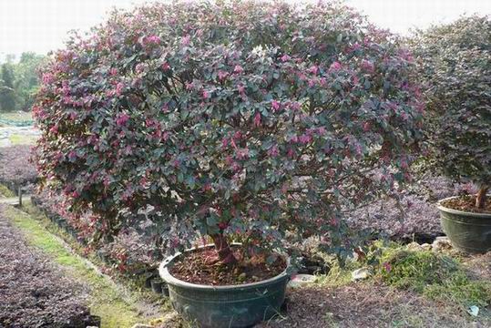 Loropetalum chinense(Gardening plants-Landscaping plants-China bonsai)