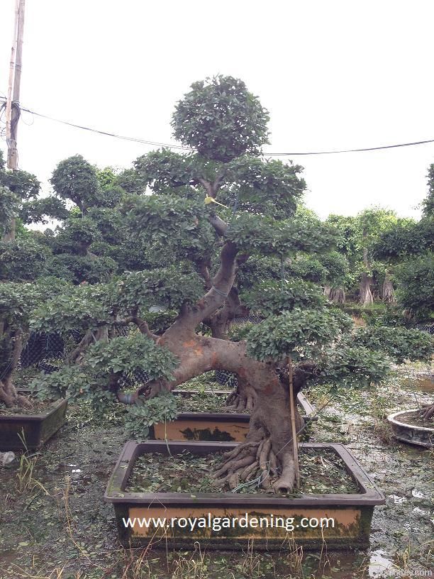 Sell Ulmus pumila (Bonsai-Chinese bonsai)
