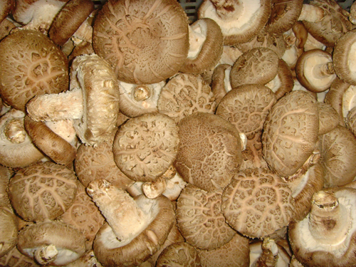 Fresh Shiitake Mushroom