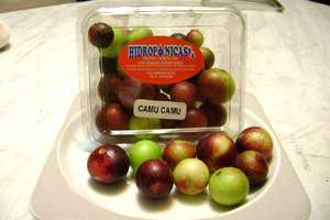 CAMU CAMU (Myrciaria Dubia)