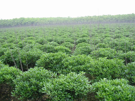 Pittosporum Tobira