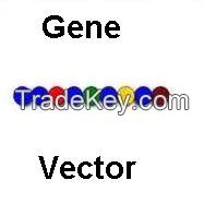 Dendritic poly-L-lysine