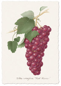 Grape seed extract