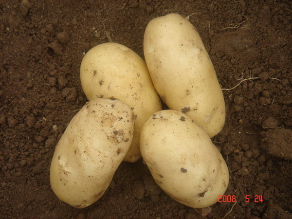 fresh potatoes