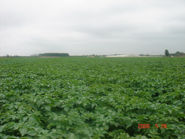 green vegetables(potatoes)