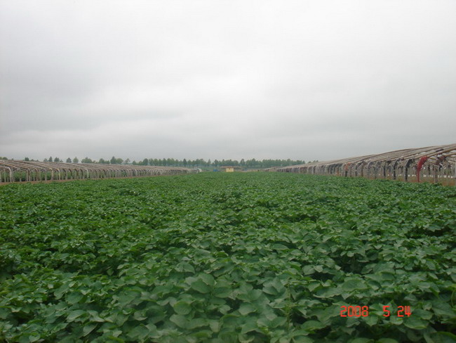 pollution-free potatoes