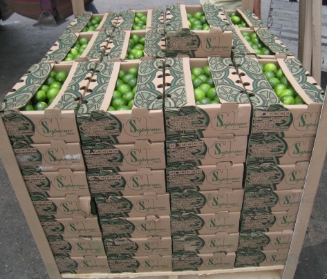 Tahiti Lime for Export from Colombia